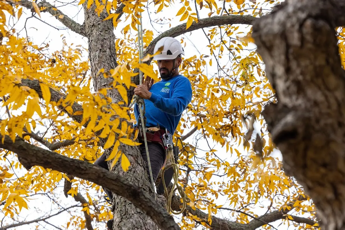 Skilled Tree Pruning crew working in New Boston
