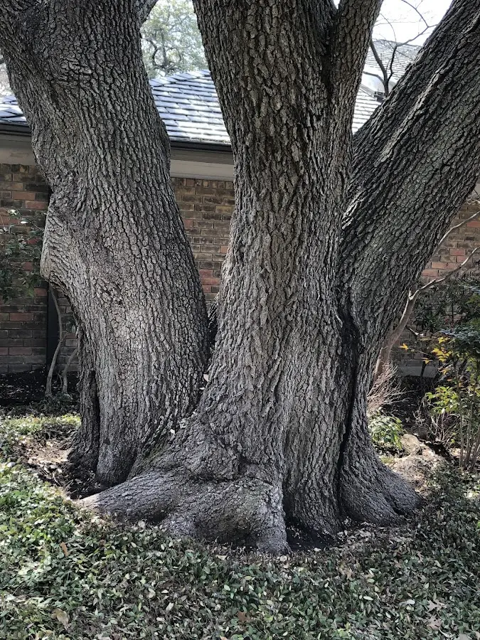 Mature heritage tree close to a New Boston property cared for by certified arborists